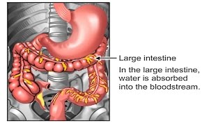 How Food Travels Through The Body Video  How Digestive System Works Animation Peristalsis Movement [upl. by Cadel700]