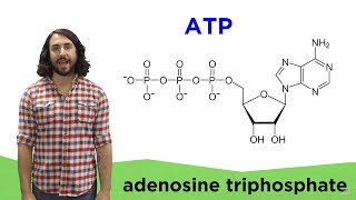 Metabolism and ATP [upl. by Ilyak231]