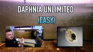 How I Raise Daphnia Water Fleas And You Can Too [upl. by Croft]