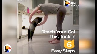 How To Teach Your Cat A Trick In 6 Easy Steps  The Dodo [upl. by Lehsreh]