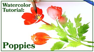 Watercolor Tutorial  How to Paint Poppies [upl. by Aisetra533]