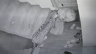 Leopard attacks neighbours dog at my Home Original [upl. by Cai470]