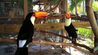 Socializing Toco Toucans  Second Meeting [upl. by Rubenstein]