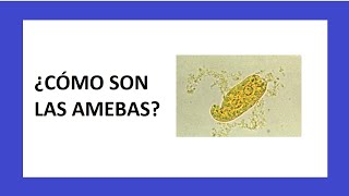 Las AMEBAS  Microbiología [upl. by Pearce]