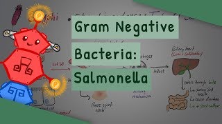 Gram Negative Bacteria Salmonella [upl. by Iover]