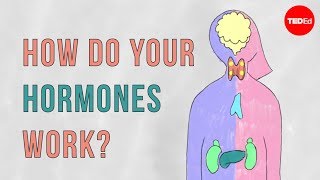 How do your hormones work  Emma Bryce [upl. by Ivie]