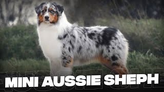 Mini Australian Shepherd 10 Must Know Facts That You Should Know Before Getting One [upl. by Nosila]