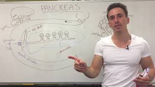 External features of BranchiostomaAmphioxus [upl. by Aivon]