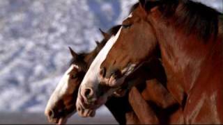 Budweisers Clydesdales Snowball Fight [upl. by Semmes]