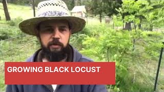 Growing Black Locust in a Permaculture System [upl. by Oiramrej]