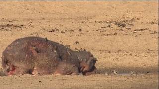 Poor Mama Hippo  Nat Geo Wild [upl. by Shaylynn]