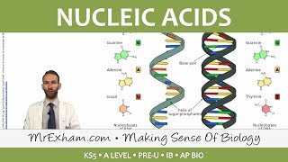 Chemicals of Life  Nucleic Acids  Post 16 Biology A Level PreU IB AP Bio [upl. by Isador]