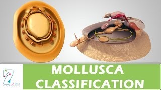 MOLLUSCA CLASSIFICATION [upl. by Haelat]