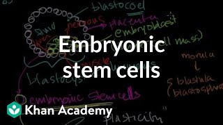 Embryonic stem cells  Cells  MCAT  Khan Academy [upl. by Arinaid729]