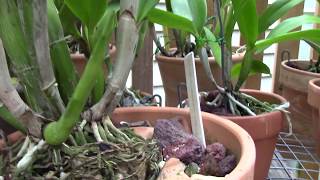 orchidsgrow talk cattleyas and light [upl. by Acherman]