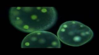 Protists  Biology [upl. by Tseng]