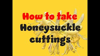 How to take honey suckle cuttings end of Feb start of March let’s call it Farch ‘20 [upl. by Dove]