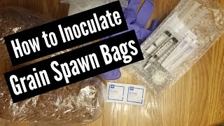 How to Inoculate Grain Spawn Bags [upl. by Shanna]