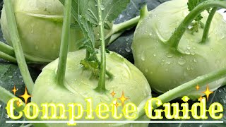 How to grow kohlrabi from seed [upl. by Odnalo895]