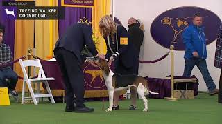 Treeing Walker Coonhounds  Breed Judging 2020 [upl. by Tnahsarp]