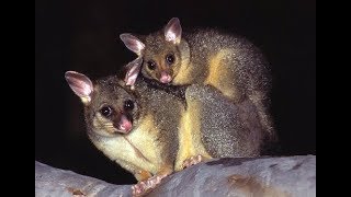 Common Brushtail Possum  Kitchen Raider from Australia [upl. by Ahron2]