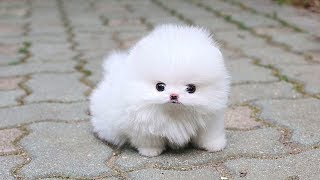 Cute Pomeranian Puppies Videos Compilation 2019  Cutest and Funny Dogs [upl. by Alyahc869]