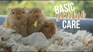 Basic Gerbil Care [upl. by Lledraw]