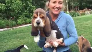 European basset hound puppies at 7 weeks [upl. by Relyuc]