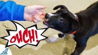 Use These Tips To Stop Your Puppy From Biting Your Hands [upl. by Nile]