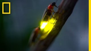 Watch Fireflies Glowing in Sync to Attract Mates  National Geographic [upl. by Vilma610]