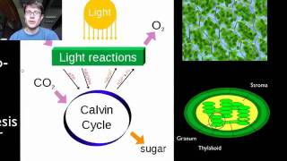 Photosynthesis and Respiration [upl. by Leuqer420]