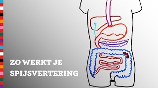 Hoe werkt je spijsvertering  Voedingscentrum [upl. by Glogau]