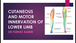 Dermatomes of Lower Limb [upl. by Germaine378]