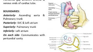 Pericardium Anatomy [upl. by Parsifal]