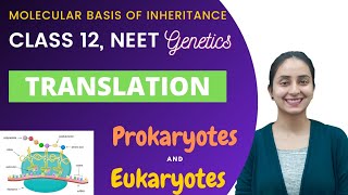 Translation  Class 12  Molecular Basis of Inheritance [upl. by Einafets81]