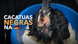 Criação de CACATUAS NEGRAS na Alemanha  BIRDTV [upl. by Eduj]