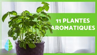 11 PLANTES AROMATIQUES DINTÉRIEUR 🌿 Usages et soins [upl. by Kuehn]