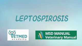 Leptospirosis [upl. by Zimmerman]