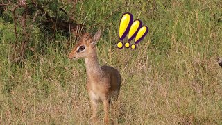 Dik Dik alarm calls after seeing a nearby leopard [upl. by Raouf]