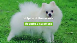 Volpino di Pomerania aspetto e carattere [upl. by Animar]