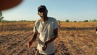 GROUNDNUTS FARMING Dry Planting [upl. by Anrym357]