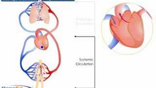 Systemic and Pulmonary Circulation [upl. by Oiratno710]