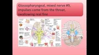 Cranial Nerves Song [upl. by Neumark]