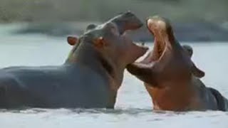 How Hippos Manage Their Young  Cute Baby Animals  BBC Studios [upl. by Zetroc75]