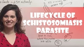 Lifecycle of Schistosomiasis Parasite [upl. by Marysa]