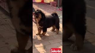 Tibetan mastiff puppies [upl. by Arhna]