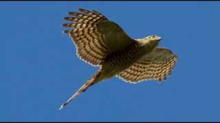 Sparrowhawk Bird Call Bird Song [upl. by Anhcar]