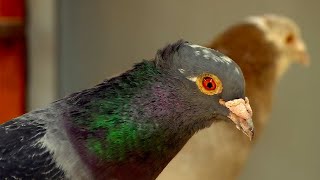 Homing Pigeon A Birdbrained Idea  Extraordinary Animals  Series 2  BBC Earth [upl. by Fuld]