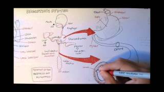 Digestive System Anatomy [upl. by Eselehs]