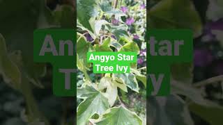 Angyo Star Tree Ivy  Fatshedera Lizei Garden Design [upl. by Rockefeller899]